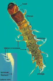 Attēlu rezultāti vaicājumam “Megaloptera”