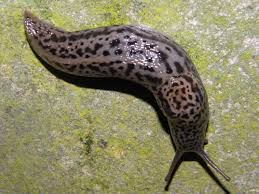 Attēlu rezultāti vaicājumam “Limax maximus”