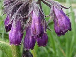 Image result for Symphytum officinale