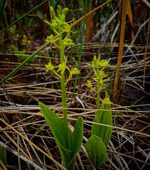 Attēlu rezultāti vaicājumam “Liparis loeselii”