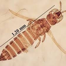 Attēlu rezultāti vaicājumam “Trachyspora intrusa”