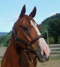 Image result for Winchester Riding Club