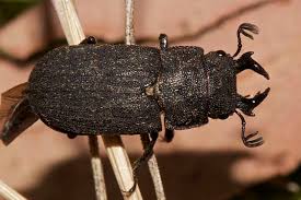 Attēlu rezultāti vaicājumam “Lucanidae”