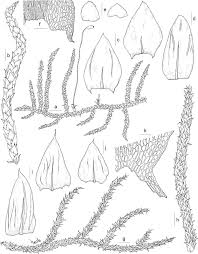 Attēlu rezultāti vaicājumam “Anastrophyllum hellerianum”