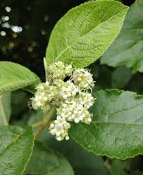 Attēlu rezultāti vaicājumam “Viburnum lantana  flower”