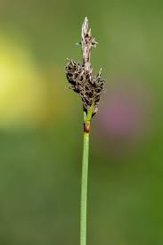 Attēlu rezultāti vaicājumam “Carex ericetorum”