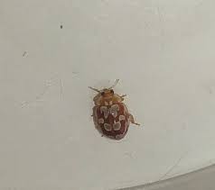 Attēlu rezultāti vaicājumam “Myrrha octodecimguttata”