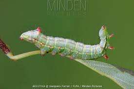 Attēlu rezultāti vaicājumam “Ptilodon capucina larva”