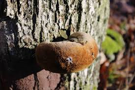 Attēlu rezultāti vaicājumam “Phellinus”