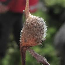 Attēlu rezultāti vaicājumam “Aulacidea hieracii”