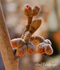 Attēlu rezultāti vaicājumam “Hamamelis vernalis bud”