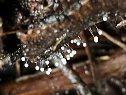 Attēlu rezultāti vaicājumam “Physarum ovisporum macro”