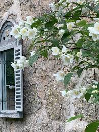 Attēlu rezultāti vaicājumam “Philadelphus lemoinei flower”