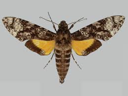 Attēlu rezultāti vaicājumam “Sphingidae”