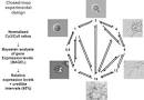 B. Experimental design for microarray experiments