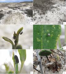 Attēlu rezultāti vaicājumam “Erysimum hieracifolium fruit”