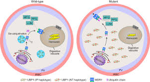 Attēlu rezultāti vaicājumam “undetermined plasmodium”