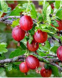 Attēlu rezultāti vaicājumam “Ribes uva-crispa fruit”