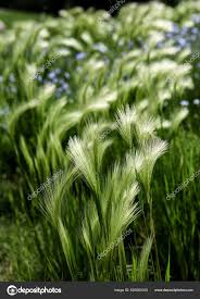 Attēlu rezultāti vaicājumam “Hordeum jubatum”