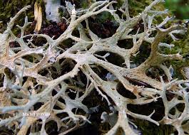 Attēlu rezultāti vaicājumam “Evernia prunastri”