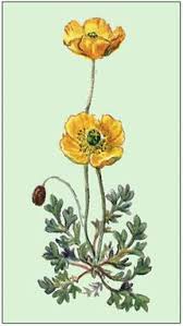 Image result for Alpenmohn
