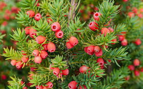 Attēlu rezultāti vaicājumam “Taxus baccata fruit”