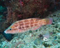 Image result for Symphodus bailloni