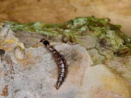 Attēlu rezultāti vaicājumam “Raphidia larva”