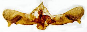 Attēlu rezultāti vaicājumam “Thiodia citrana”