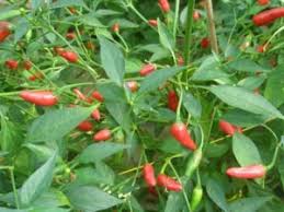 Afbeeldingsresultaat voor thai bird pepper hot pepper