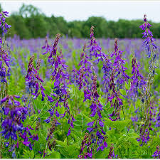 Attēlu rezultāti vaicājumam “Galega orientalis”