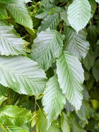 Attēlu rezultāti vaicājumam “Carpinus betulus leaf”