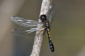 Attēlu rezultāti vaicājumam “Leucorrhinia caudalis male”