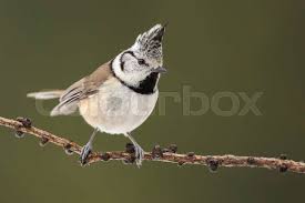 Attēlu rezultāti vaicājumam “Lophophanes cristatus”