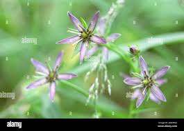 Attēlu rezultāti vaicājumam “Swertia perennis flower”