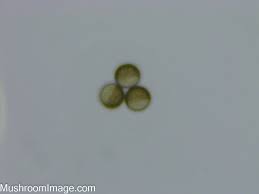 Attēlu rezultāti vaicājumam “Licea testudinacea”