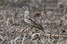 Attēlu rezultāti vaicājumam “Turdus viscivorus juvenile”