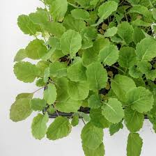 Image result for Taunton Deane