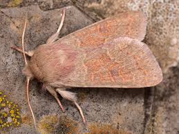 Attēlu rezultāti vaicājumam “Orthosia miniosa”