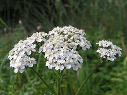 Attēlu rezultāti vaicājumam “Achillea millefolium”
