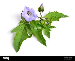 Attēlu rezultāti vaicājumam “Nicandra physalodes”