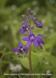 Image result for Delphinium