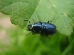 Attēlu rezultāti vaicājumam “Platycerus caraboides”