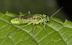 Attēlu rezultāti vaicājumam “Rhogogaster viridis”