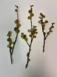 Attēlu rezultāti vaicājumam “Melampsoridium sp.”