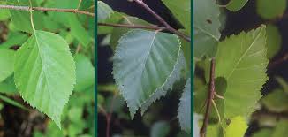 Attēlu rezultāti vaicājumam “Betula papyrifera leaf”