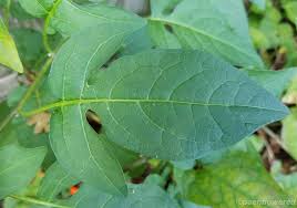 Attēlu rezultāti vaicājumam “Solanum dulcamara leaf”