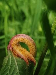 Attēlu rezultāti vaicājumam “Puccinia urticata”