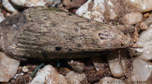 Attēlu rezultāti vaicājumam “Aphomia sociella female”