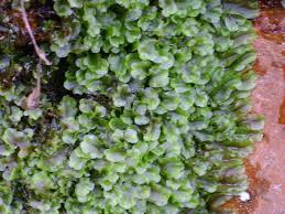 Attēlu rezultāti vaicājumam “Pellia epiphylla sporophyte”